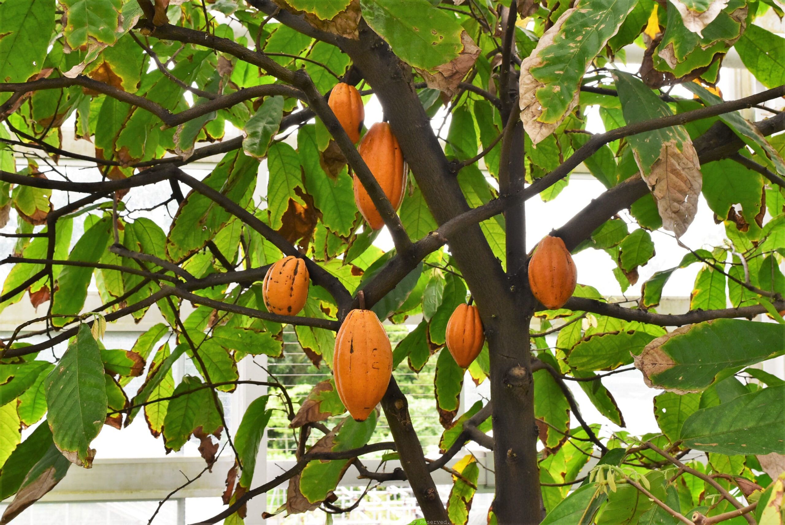 カカオ農園 大城あゆむ総合武道教室
